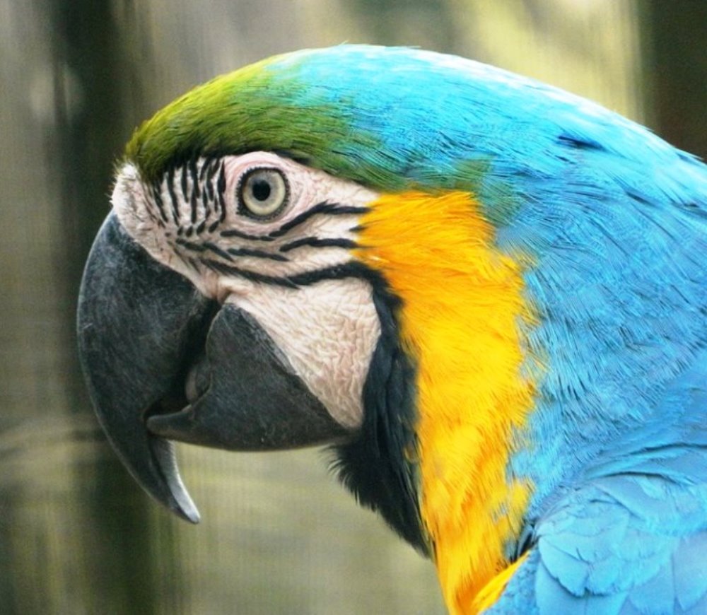 We have received funding from The Parrot Society UK to build a new ...