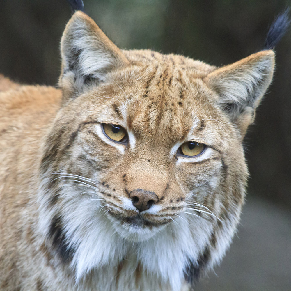 Carpathian Lynx - Beale Wildlife Park and Gardens