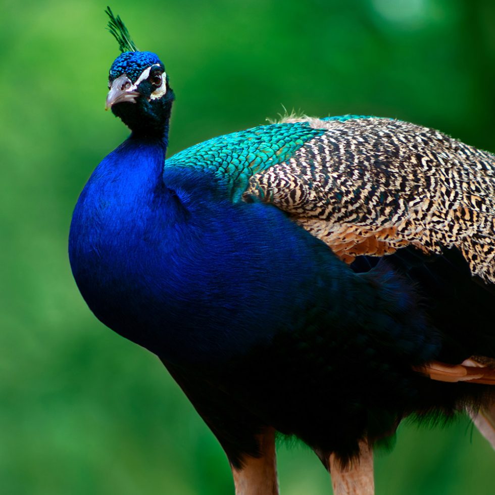 Indian Blue Peafowl | Beale Wildlife Park and Gardens