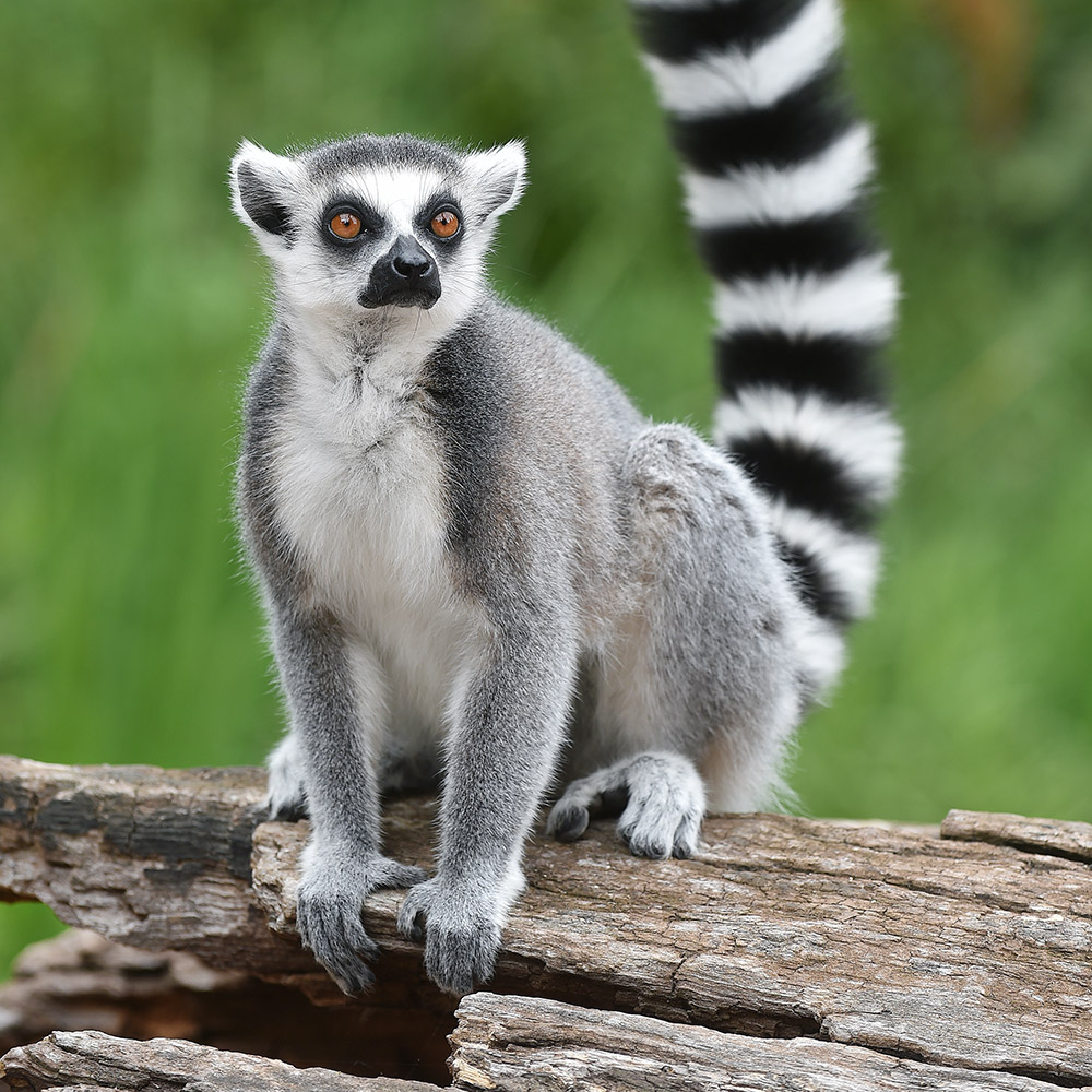 Ring-tailed Lemur | Beale Wildlife Park and Gardens