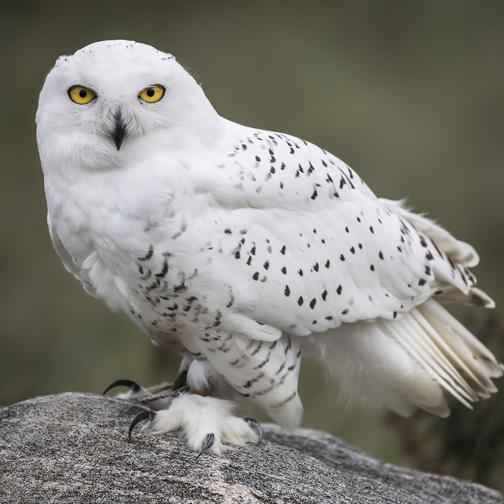 Snowy Owl | Beale Wildlife Park and Gardens