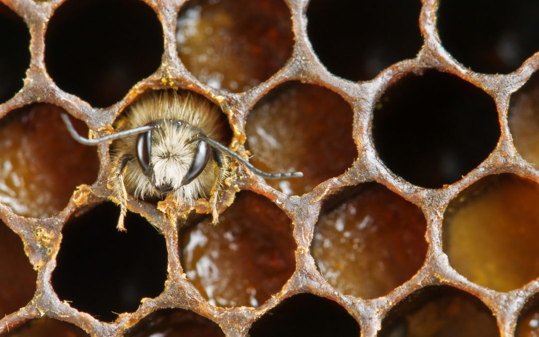 Beekeeping calendar – February