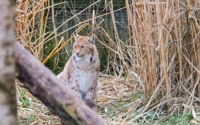 Owls and wildcats off show for exciting project