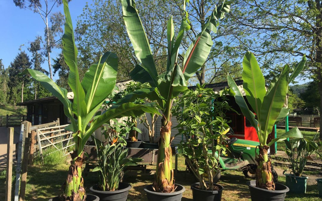 Gardens blog: the big plant-out