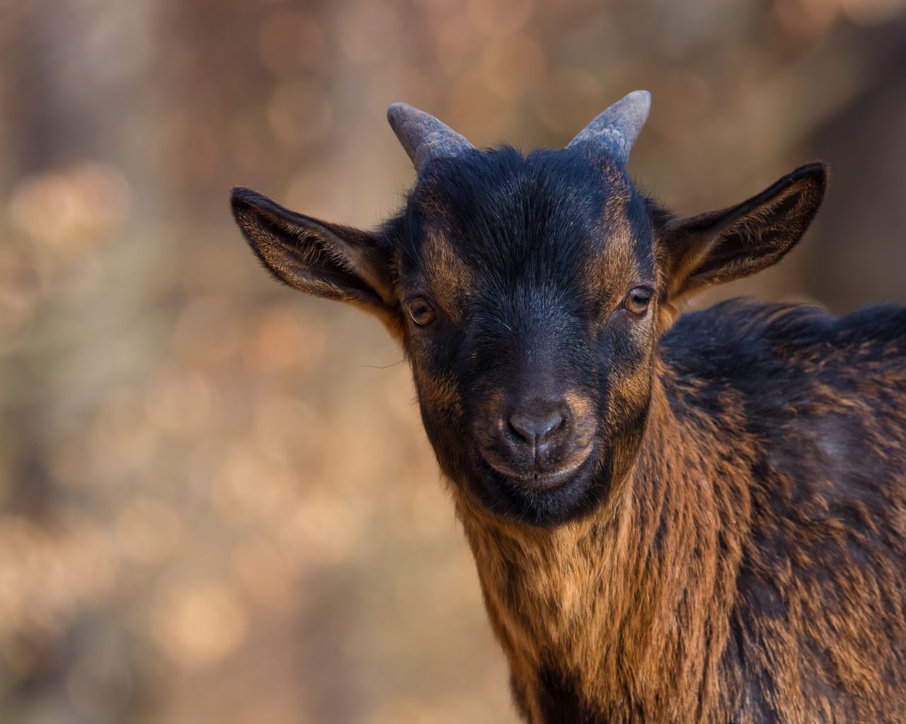 Pygmy Goat Beale Wildlife Park And Gardens