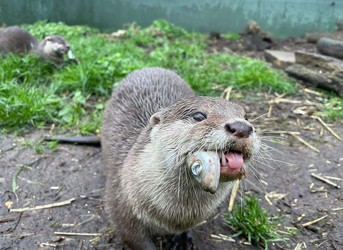 Asian short clawed otter