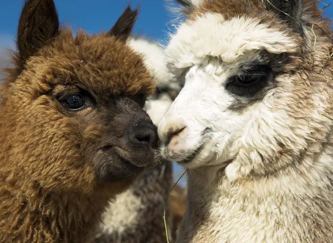 Alpaca