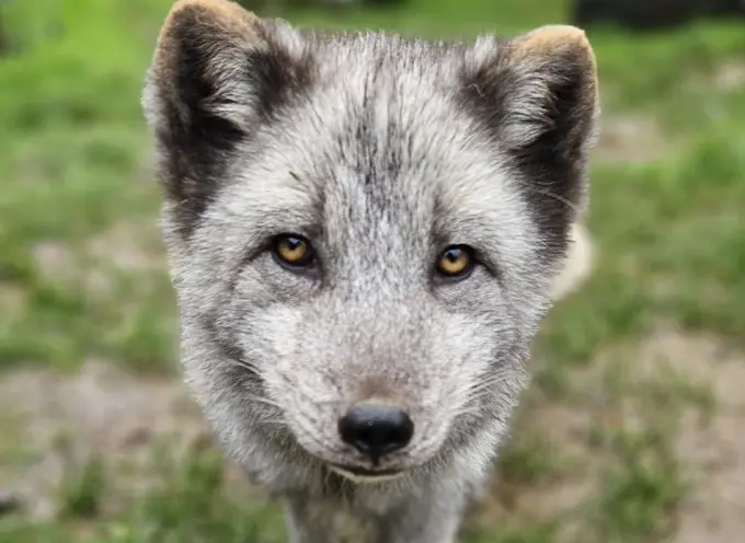 Arctic Fox