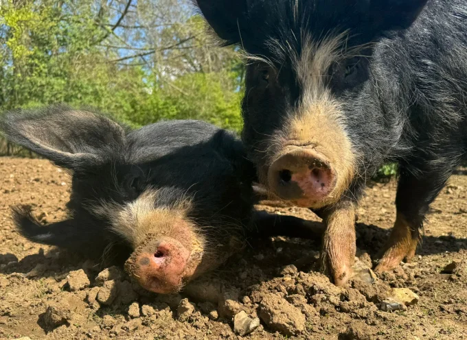 Berkshire Pigs