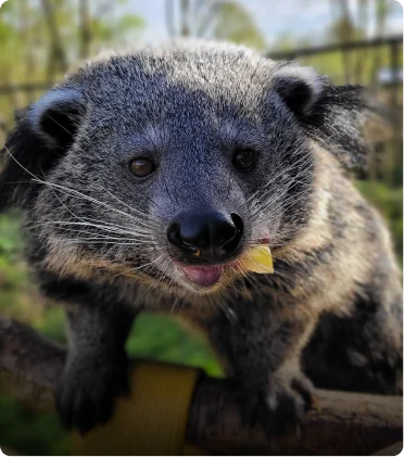 Adopting a Binturong