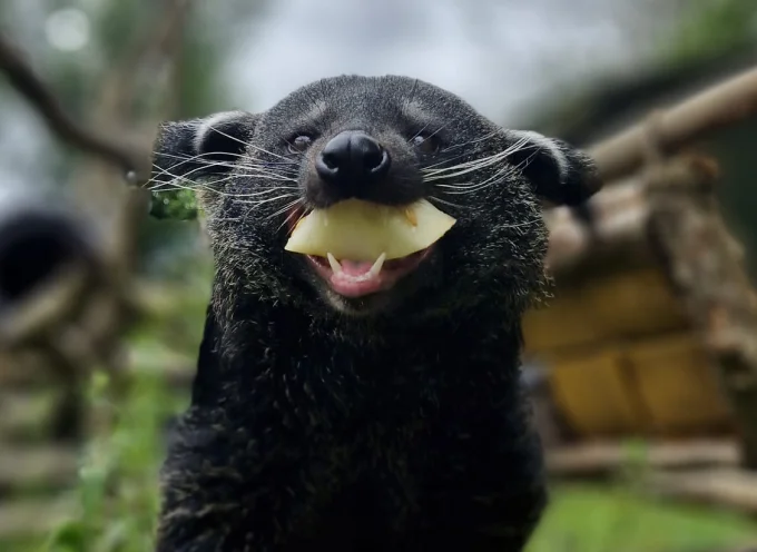 Binturong