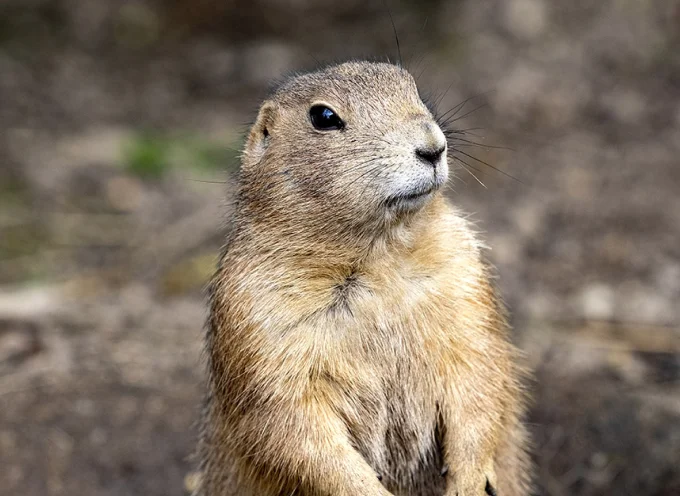 Black-Tailed Prairie Dogs