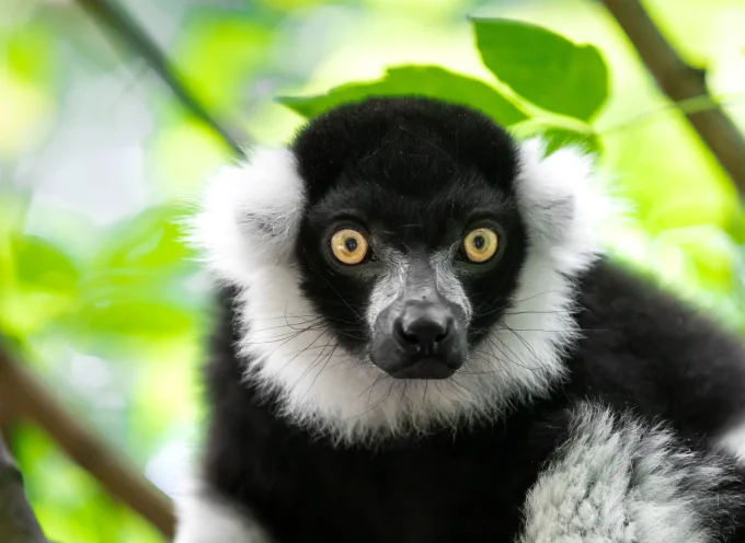 Black and White Ruffed Lemur