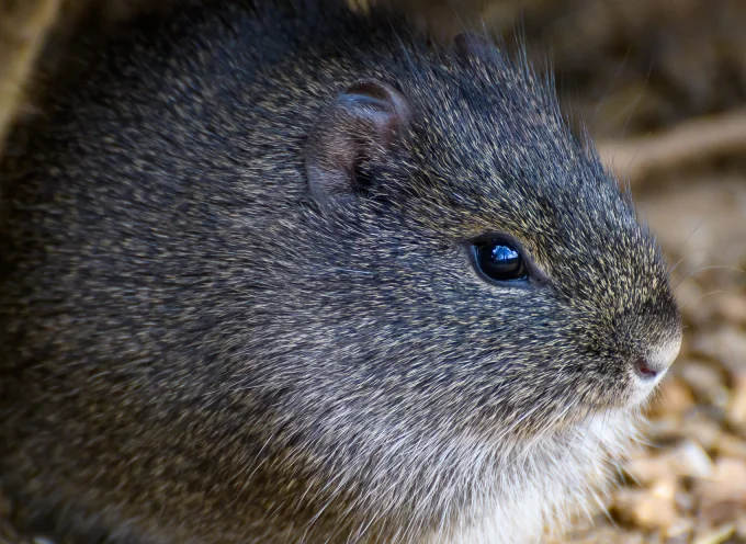 Brazilian Guinea Pig