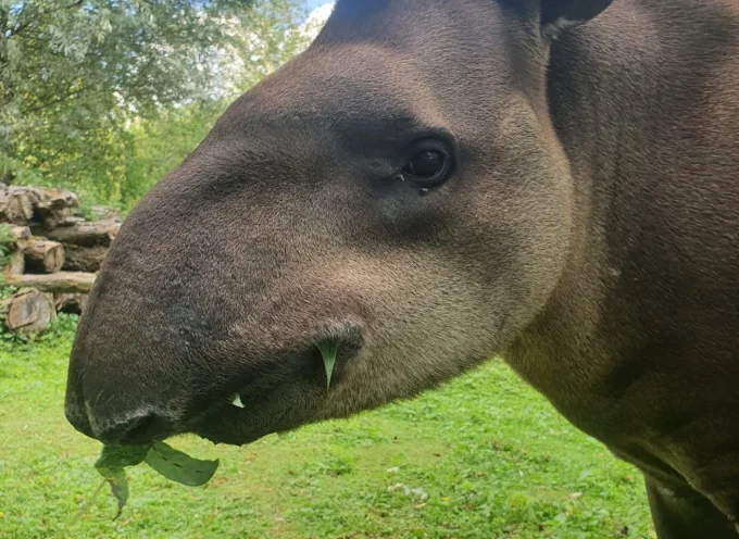 Brazilian Tapir