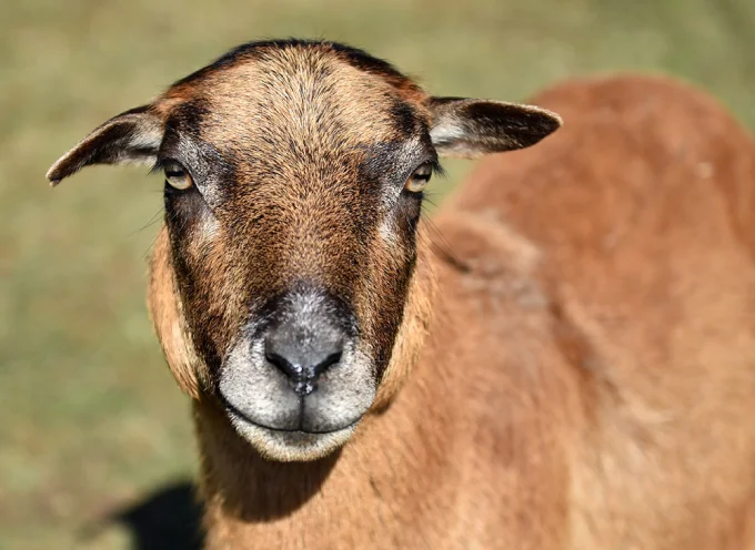 Cameroon Sheep
