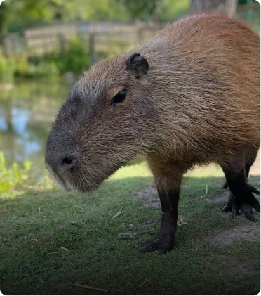 Adopt a Capybara