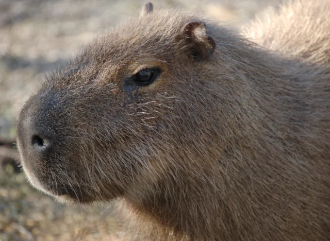 Capybara