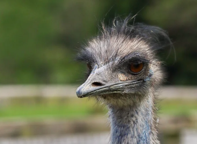 Emu