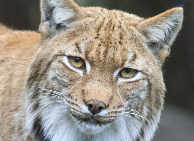 Eurasian Lynx