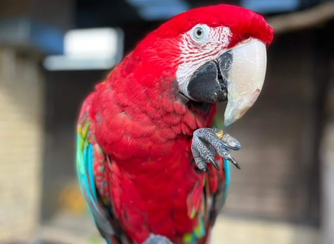 Green-Winged Macaw