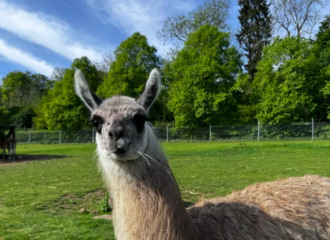 Guanaco
