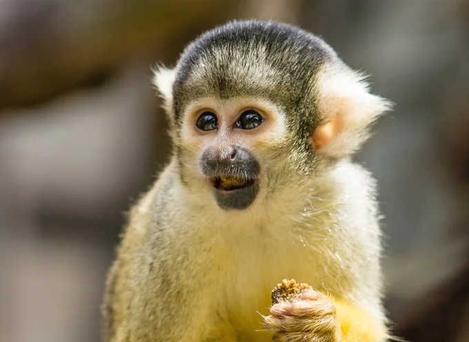 Guianan Squirrel Monkey
