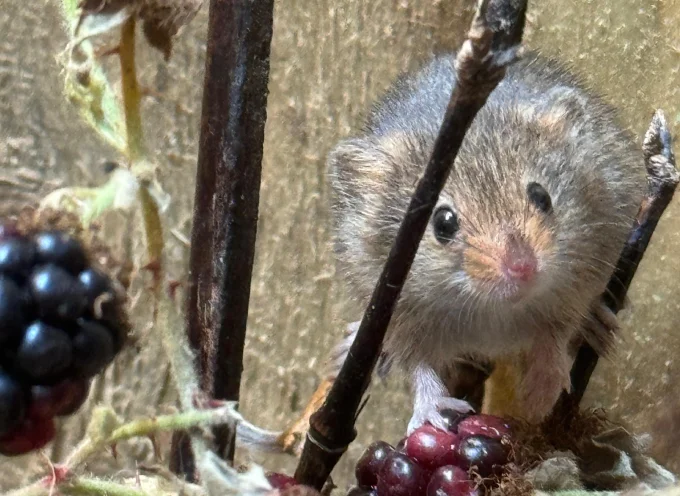 Eurasian Harvest Mouse