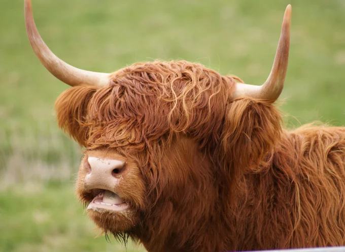 Highland Cattle