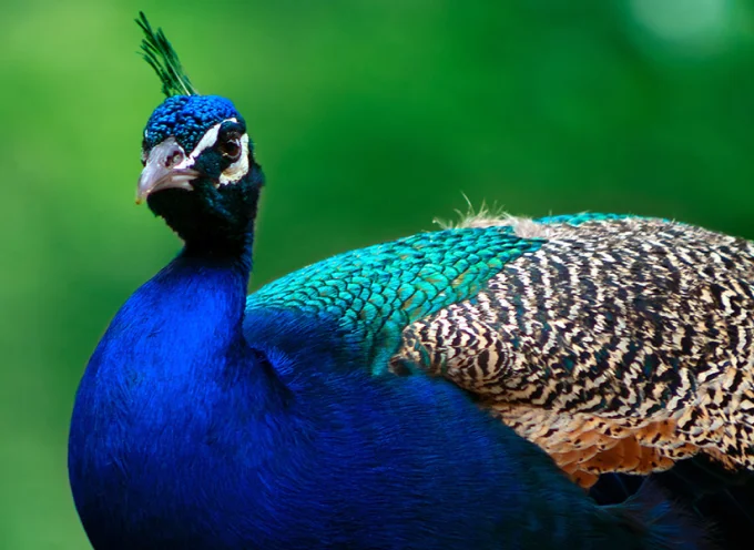 Indian Blue Peafowl