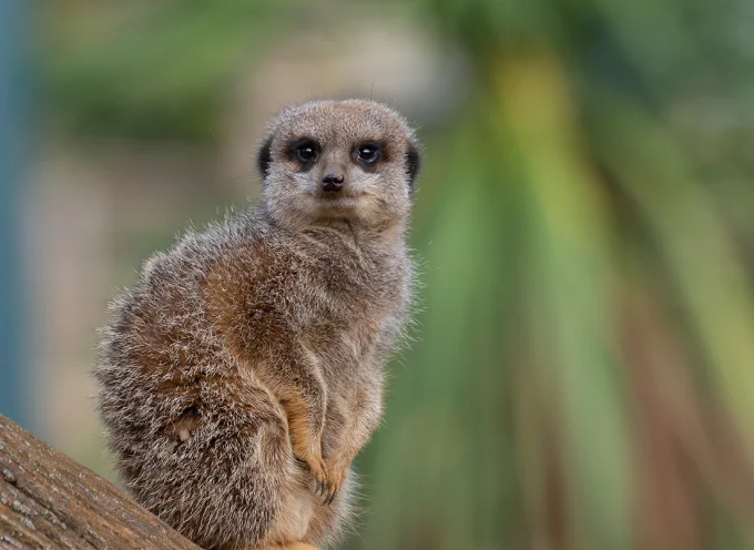 Meerkat