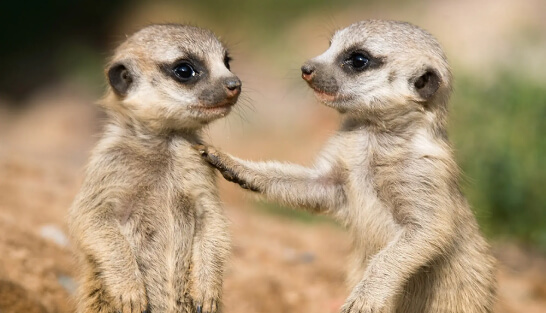 meerkats