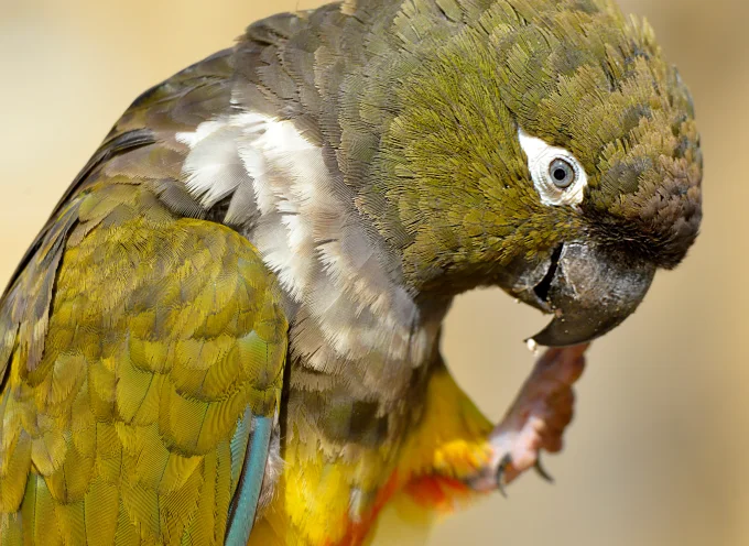 Patagonian Conure