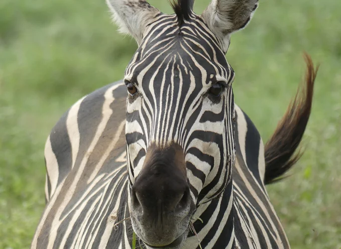 Plains Zebra
