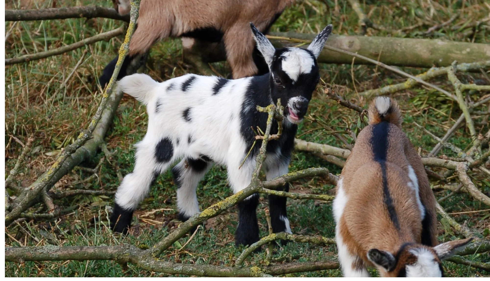African Pygmy Goat - Beale Wildlife Park
