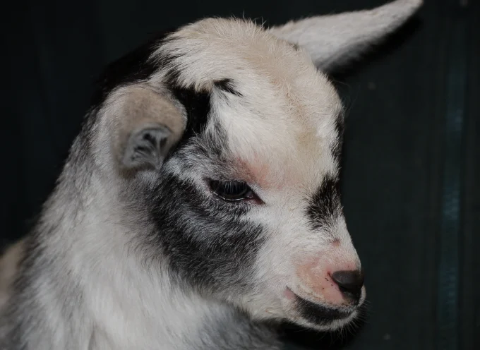 African Pygmy Goat