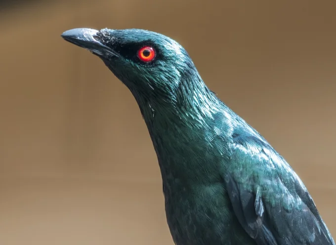 Red Eyed Glossy Starling