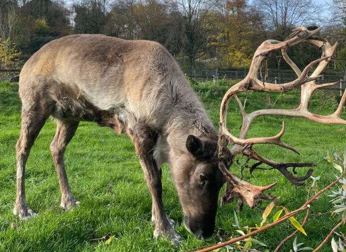 Reindeer