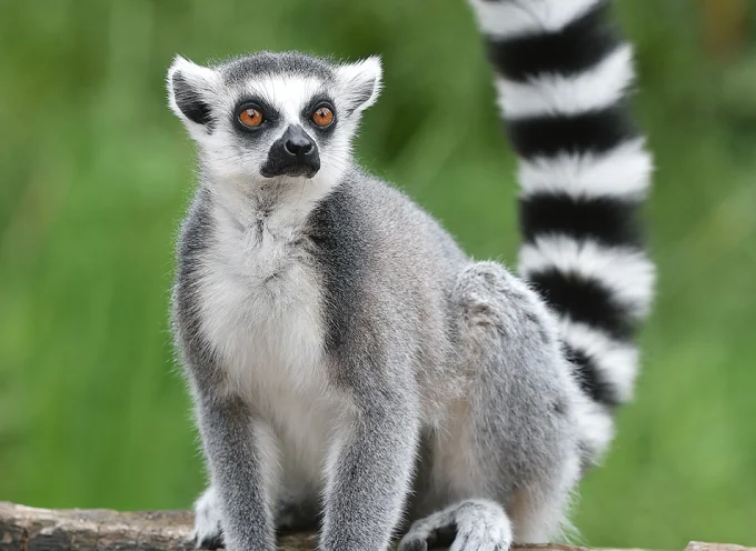 Ring-Tailed Lemur