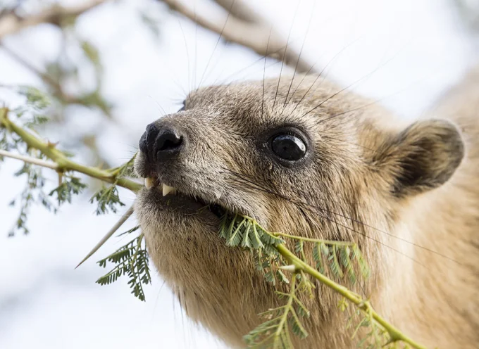 Rock Hyrax