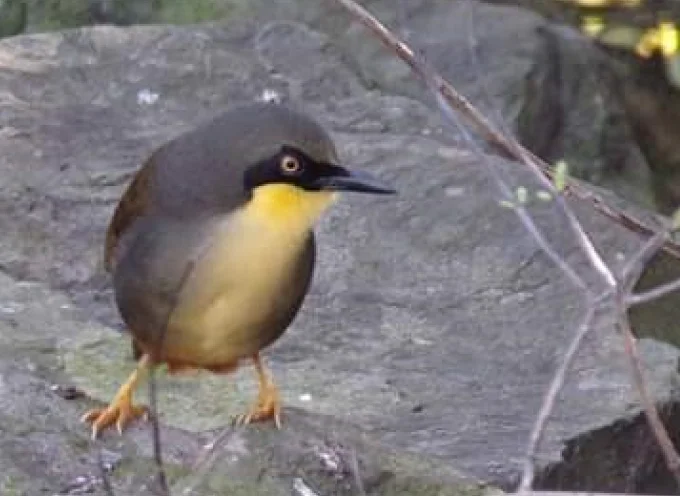 Rufous-vented Laughingthrush