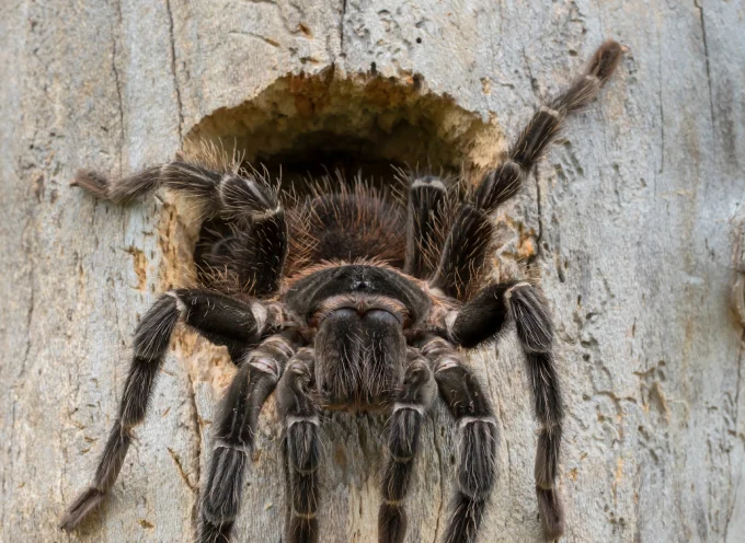 Salmon Pink Bird Eating Tarantula