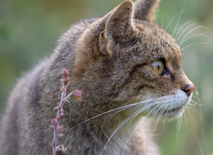 Scottish Wildcat