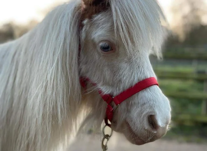 Shetland Ponies