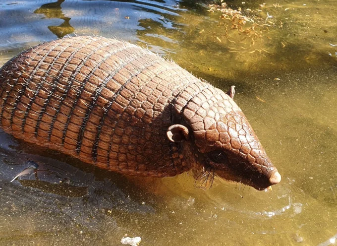 Six-Banded Armadillo