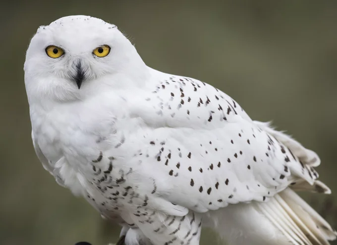 Snowy Owl