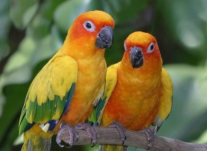 Sun Conure