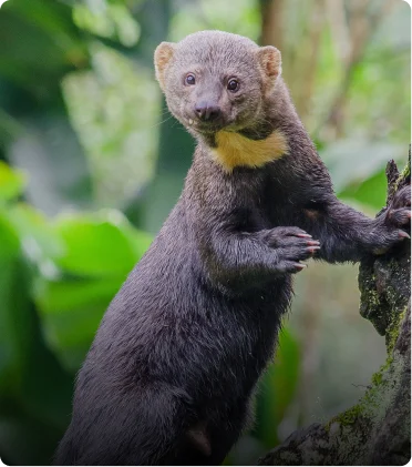 Adopting a Tayra