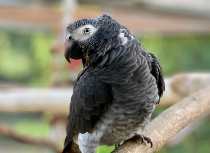 Timneh Grey Parrot