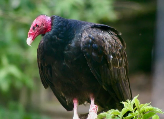 Turkey Vulture